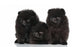 Spitz Dog Puppies White