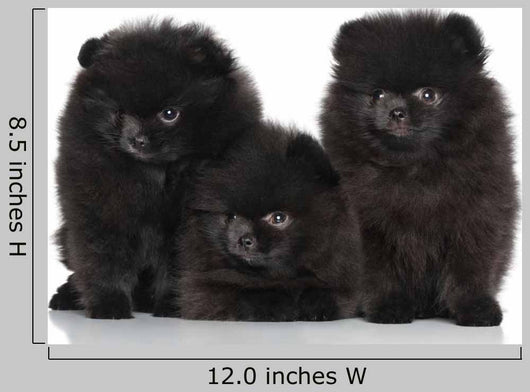 Spitz Dog Puppies White