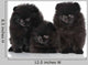 Spitz Dog Puppies White