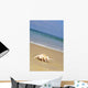 Sea Shell Shore Wall Decal