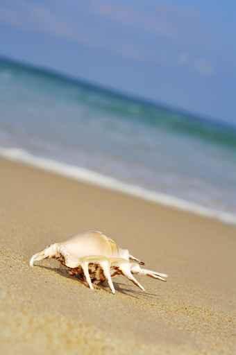 Sea Shell Shore Wall Decal