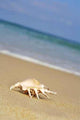 Sea Shell Shore Wall Decal