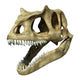 Photorealistic 3 D Rendering of an Allosaurus Skull. Wall Decal
