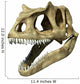 Photorealistic 3 D Rendering of an Allosaurus Skull. Wall Decal