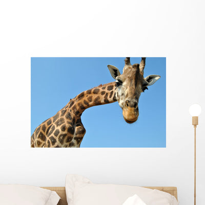 Giraffe Wall Mural shown on a wall