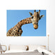 Giraffe Wall Mural
