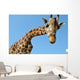 Giraffe Wall Mural