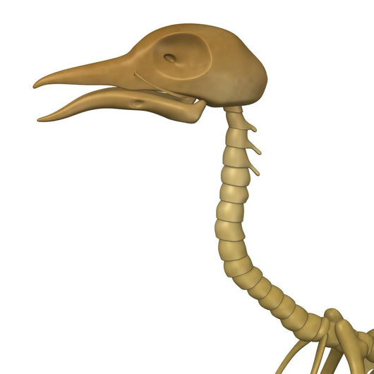 3D Render of Bird Skeleton Wall Decal