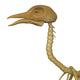 3D Render of Bird Skeleton Wall Decal
