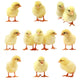 Easter Chick - Isolated Set Wall Decal