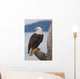 American Bald Eagle