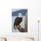 American Bald Eagle