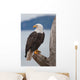 American Bald Eagle
