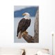 American Bald Eagle