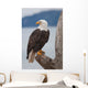American Bald Eagle