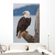 American Bald Eagle