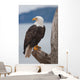 American Bald Eagle