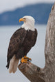 American Bald Eagle