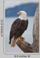 American Bald Eagle