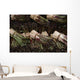 Bunches Asparagus Open-air Vegetable Wall Mural