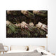 Bunches Asparagus Open-air Vegetable Wall Mural