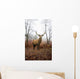 Red Deer Stag Foggy