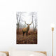 Red Deer Stag Foggy