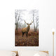 Red Deer Stag Foggy
