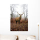 Red Deer Stag Foggy