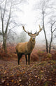 Red Deer Stag Foggy