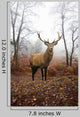 Red Deer Stag Foggy