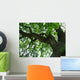 800 year oak tree Wall Mural
