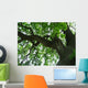 800 year oak tree Wall Mural