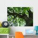 800 year oak tree Wall Mural