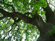 800 year oak tree Wall Mural