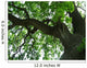 800 year oak tree Wall Mural