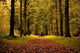Autumn Colors Yellow Forest and Path Wall Decal