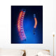 Thoracic Spine Anatomy Blue