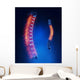 Thoracic Spine Anatomy Blue
