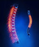 Thoracic Spine Anatomy Blue