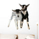Little Goat Isolated Wall Decal