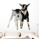 Little Goat Isolated Wall Decal