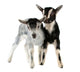 Little Goat Isolated Wall Decal