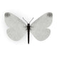 3D Render of Leptidea Sinapis Wall Decal