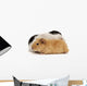 Guinea Pig Wall Decal