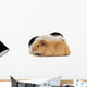 Guinea Pig Wall Decal