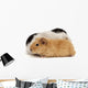 Guinea Pig Wall Decal