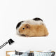 Guinea Pig Wall Decal