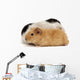 Guinea Pig Wall Decal