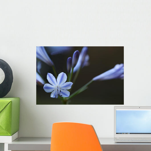 Agapanthus Wall Decal